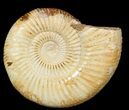 Perisphinctes Ammonite - Jurassic #46902-1